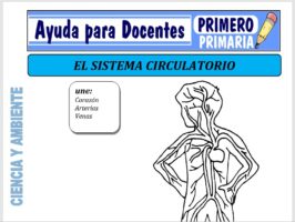 Modelo de la Ficha de Actividades del Sistema Circulatorio para Primero de Primaria