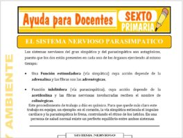 Modelo de la Ficha de Sistema Nervioso Parasimpático para Sexto de Primaria