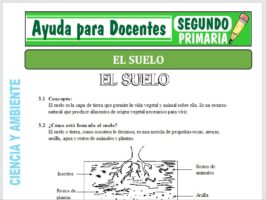 Modelo de la Ficha de Actividades del Suelo para Segundo de Primaria
