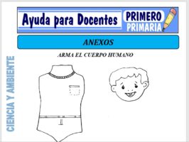 Modelo de la Ficha de Los Anexos para Primero de Primaria