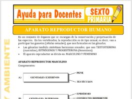 Modelo de la Ficha de Aparato reproductor humano para Sexto de Primaria