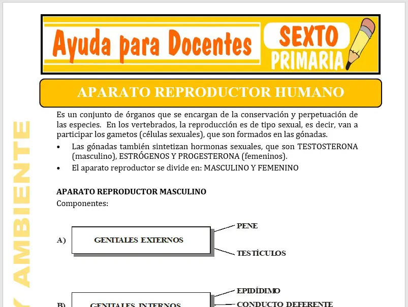Modelo de la Ficha de Aparato reproductor humano para Sexto de Primaria Modelo de la Ficha de Aparato reproductor humano para Sexto de Primaria