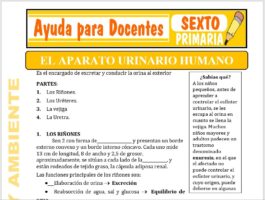 Modelo de la Ficha de Aparato Urinario Humano para Sexto de Primaria
