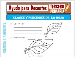 Modelo de la Ficha de Clases y Funciones de la Hoja para Tercero de Primaria
