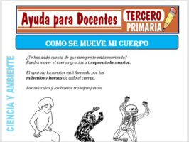 Modelo de la Ficha de Como se Mueve mi Cuerpo para Tercero de Primaria