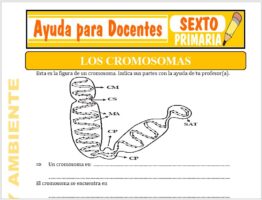 Modelo de la Ficha de Los Cromosomas para Sexto de Primaria