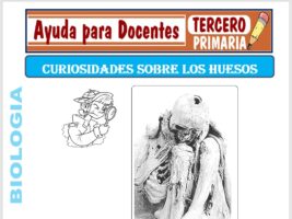 Modelo de la Ficha de Curiosidades Sobre los Huesos para Tercero de Primaria