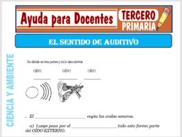 Modelo de la Ficha de El Sentido Auditivo para Tercero de Primaria