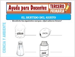Modelo de la Ficha de El Sentido del Gusto para Tercero de Primaria