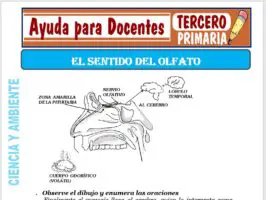 Modelo de la Ficha de El Sentido del Olfato para Tercero de Primaria