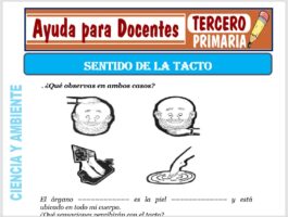 Modelo de la Ficha de El Sentido del Tacto para Tercero de Primaria