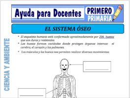Modelo de la Ficha de El Sistema Óseo para Primero de Primaria