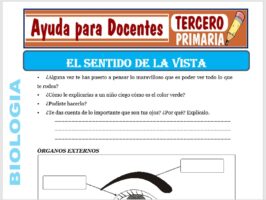Modelo de la Ficha de El Sentido de la Vista para Tercero de Primaria