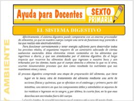 Modelo de la Ficha de El Sistema Digestivo para Sexto de Primaria