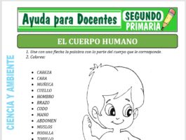 Modelo de la Ficha de Fichas del Cuerpo Humano para Segundo de Primaria