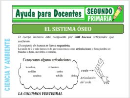 Modelo de la Ficha de Fichas del Sistema Óseo para Segundo de Primaria