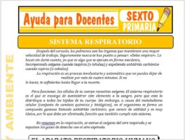 Modelo de la Ficha de El Sistema Respiratorio para Sexto de Primaria