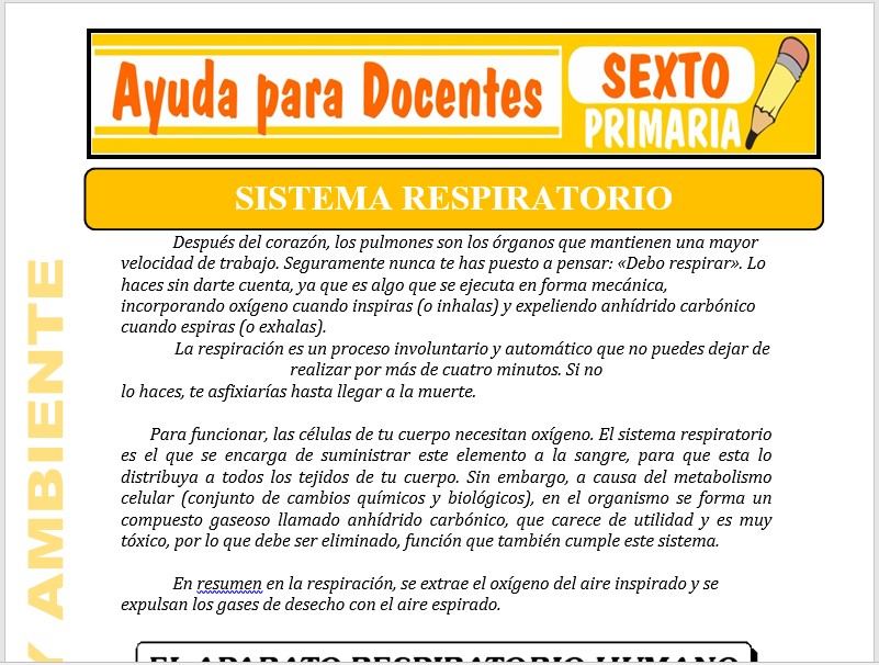 Modelo de la Ficha de El Sistema Respiratorio para Sexto de Primaria Modelo de la Ficha de El Sistema Respiratorio para Sexto de Primaria