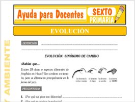 Modelo de la Ficha de La Evolución para Sexto de Primaria