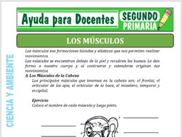 Modelo de la Ficha de Fichas de los Músculos para Segundo de Primaria