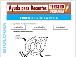 Modelo de la Ficha de Funciones de la hoja para Tercero de Primaria