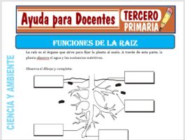 Modelo de la Ficha de Funciones de la Raíz para Tercero de Primaria