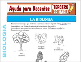 Modelo de la Ficha de La Biología para Tercero de Primaria