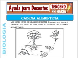 Modelo de la Ficha de La Cadena Alimenticia para Tercero de Primaria