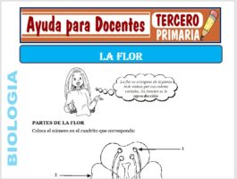 Modelo de la Ficha de La Flor para Tercero de Primaria