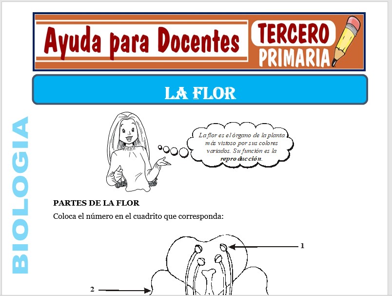 Modelo de la Ficha de La Flor para Tercero de Primaria Modelo de la Ficha de La Flor para Tercero de Primaria