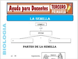 Modelo de la Ficha de La Semilla para Tercero de Primaria