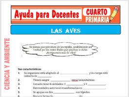 Modelo de la Ficha de Las Aves para Cuarto de Primaria