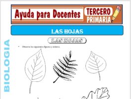 Modelo de la Ficha de Las Hojas para Tercero de Primaria
