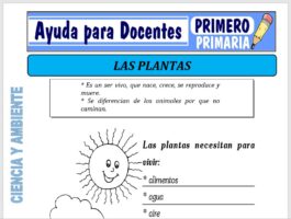 Modelo de la Ficha de Las Plantas para Primero de Primaria
