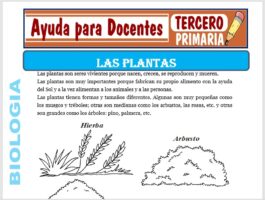 Modelo de la Ficha de Las Plantas para Tercero de Primaria