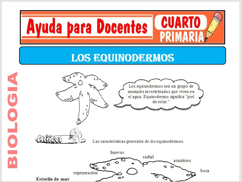 Modelo de la Ficha de Los Equinodermos para Cuarto de Primaria Modelo de la Ficha de Los Equinodermos para Cuarto de Primaria