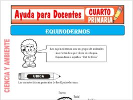 Modelo de la Ficha de Los Equinodermos para Cuarto de Primaria