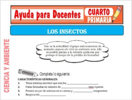 Modelo de la Ficha de Los Insectos para Cuarto de Primaria
