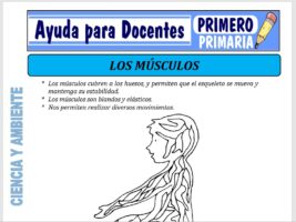 Modelo de la Ficha de Los Músculos para Primero de Primaria