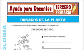 Modelo de la Ficha de Los Órganos de la Planta para Tercero de Primaria