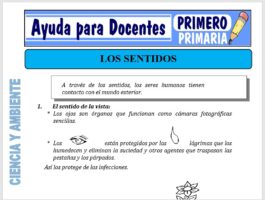 Modelo de la Ficha de Los Sentidos para Primero de Primaria
