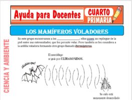 Modelo de la Ficha de Mamíferos Voladores para Cuarto de Primaria