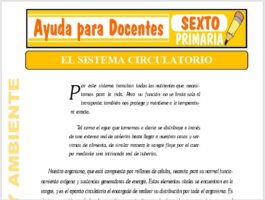 Modelo de la Ficha de Nuestro Sistema Circulatorio para Sexto de Primaria