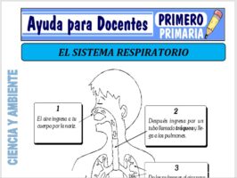 Modelo de la Ficha de Nuestro Sistema Respiratorio para Primero de Primaria