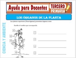 Modelo de la Ficha de Los Órganos de la Planta para Tercero de Primaria