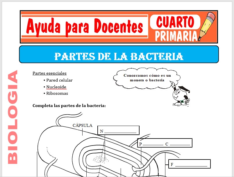Aquí podrás obtener varias fichas de Partes de la Bacteria para Cuarto de Primaria o estudiantes que tengan 09 años de edad, esta ficha está preparada para el curso de Biología. Este material educativo lo podrás descargar GRATIS en formatos: PDF y WORD al finalizar este contenido. Imagen de la Ficha de Partes de la Bacteria Ahora puedes observar una captura de pantalla de este material de Biología que te mostramos a continuación. Para poder obtener esta este material fantástico solo debes hacer clic en el formato que desees descargar. También te invitamos a seguir navegando en este sitio web para que puedas descargar más recursos de gran ayuda. Contenido de la Ficha En este material didáctico de Biología podrás visualizar algunos conceptos, ejercicios y actividades muy importantes sobre Partes de la Bacteria, ahora veras parte de su contenido: 1.- Cocos: Más o menos esféricos, libres o frecuentemente en agregados laxos; si la división es en un solo plano pueden quedar agrupadas en: • Diplococos, en grupos de dos • Estreptococos, cocos en cadena. • Estafilococos, cocos en agrupaciones o en racimos. • Sarcinas. • Bacilos. • Espirilos. • Espiroquetas. Sabiendo que este material educativo será de gran ayuda para el aprendizaje y enseñanza de los educandos de Cuarto de Primaria. Con tan solo UN CLICK veras este material sobre Partes de la Bacteria, que te presentaremos a continuación: Descargar Gratis la Ficha de Partes de la Bacteria Aquí podrás obtener varias fichas de Partes de la Bacteria para Cuarto de Primaria o estudiantes que tengan 09 años de edad, esta ficha está preparada para el curso de Biología. Este material educativo lo podrás descargar GRATIS en formatos: PDF y WORD al finalizar este contenido. Imagen de la Ficha de Partes de la Bacteria Ahora puedes observar una captura de pantalla de este material de Biología que te mostramos a continuación. Para poder obtener esta este material fantástico solo debes hacer clic en el formato que desees descargar. También te invitamos a seguir navegando en este sitio web para que puedas descargar más recursos de gran ayuda. Contenido de la Ficha En este material didáctico de Biología podrás visualizar algunos conceptos, ejercicios y actividades muy importantes sobre Partes de la Bacteria, ahora veras parte de su contenido: 1.- Cocos: Más o menos esféricos, libres o frecuentemente en agregados laxos; si la división es en un solo plano pueden quedar agrupadas en: • Diplococos, en grupos de dos • Estreptococos, cocos en cadena. • Estafilococos, cocos en agrupaciones o en racimos. • Sarcinas. • Bacilos. • Espirilos. • Espiroquetas. Sabiendo que este material educativo será de gran ayuda para el aprendizaje y enseñanza de los educandos de Cuarto de Primaria. Con tan solo UN CLICK veras este material sobre Partes de la Bacteria, que te presentaremos a continuación: Descargar Gratis la Ficha de Partes de la Bacteria