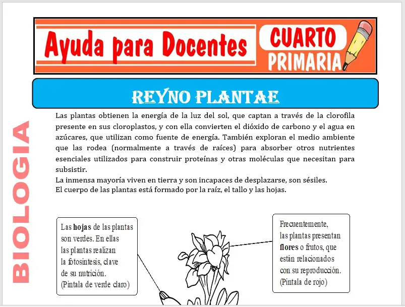 Modelo de la Ficha de Reino Plantae para Cuarto de Primaria