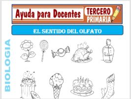 Modelo de la Ficha de El Sentido del Olfato para Tercero de Primaria