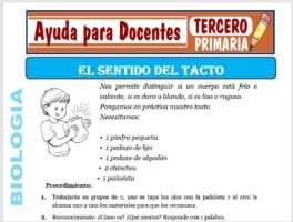 Modelo de la Ficha de Sentido del Tacto para Tercero de Primaria