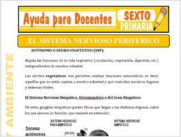 Modelo de la Ficha de Sistema Nervioso Periférico para Sexto de Primaria